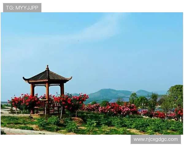 上海羽毛球队的崛起之路：追梦奥运会的奋斗与荣耀