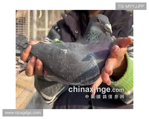 吴军专访:从青涩少年到网球巨星的奋斗与成长之路